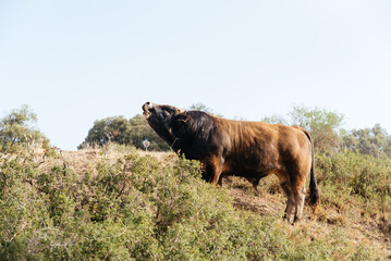 Young breeding bull with horns roaring in hill side in daylight