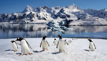Stof per meter Gentoo Penguins (Pygoscelis papua) on Danko Island on the Antarctic Peninsula in Antarctica. © mrallen