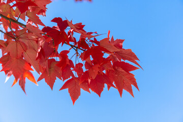 Autumn leaves of red color maple tree, fall season change blur background, view under tree looking...