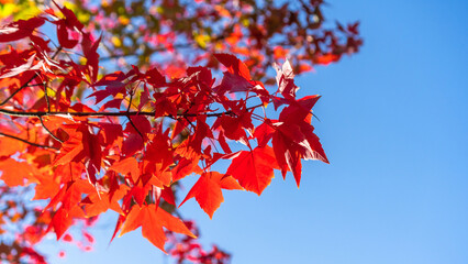 Autumn leaves of red color maple tree, fall season change blur background, view under tree looking upward against blue sky with sun flare and blurry colorful season