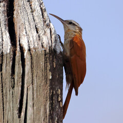 Narrow-billed Woodcreeper (Lepidocolaptes angustirostris) perched on a fence post