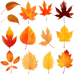 autumn leaves collection