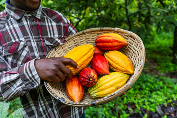 Closeup of a basket full of yellow and red cocoa pods just picked. Harvest concept