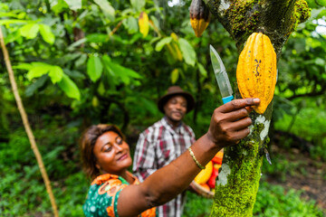 A large cocoa pod, still attached to the tree, is cut short by a picker brandishing a knife