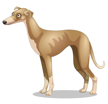 Whippet puppy dog
