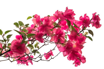 Blooming branch, flowers and inflorescence of bougainvillea isolated on white background.