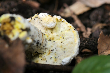 ボコボコと白い歪なコブだらけのアワタケヤドリの笠の裏側（自然光＋ストロボ・マクロ撮影）