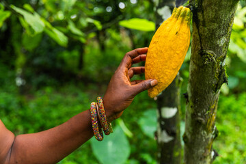 Closeup of a person touching a large, ripe yellow cocoa pod attached to the tree