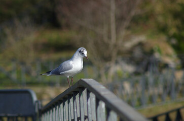 common seagull standing on a edge of a fence
