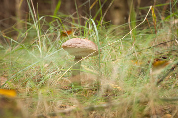 Edible mushroom brown cap boletus (Leccinum scabrum) in the forest. Small depth of field