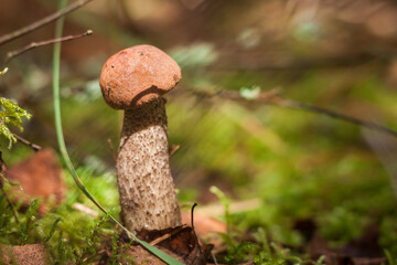 Edible mushroom brown cap boletus (Leccinum scabrum) in the forest. Small depth of field