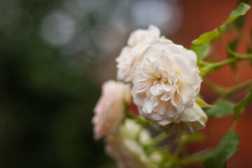 White Rose among plants in the garden. Close-up. DOF