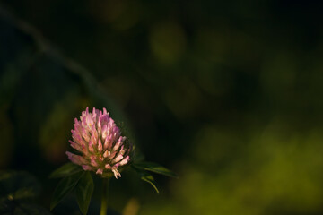 Clover flower in the garden. Close-up. Small depth of field (DOF)