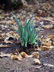 Macro of dry autumn leaves