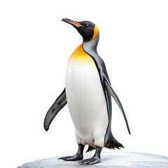 Naklejka premium Antarctic Aristocrat: Isolated King Penguin isolated on transparent background,png