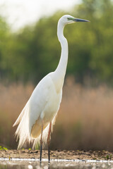 Great Egret (Ardea alba)