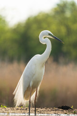 Great egret heron