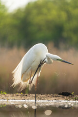 Great Egret (Ardea alba)