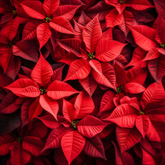 Abstract background with red Poinsettia leaves. Square composition.