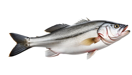 Seafood Star: Isolated Fresh Sea Bass Fish on White transparent background,png