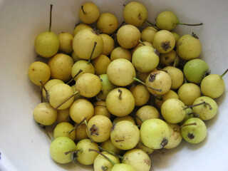 ripe wild pears collected in the autumn forest