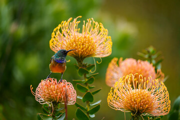 Orange-breasted sunbird (Anthobaphes violacea) perched on a common pincushion (Leucospermum...