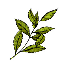 Branch of tea plant hand drawn sketch style color raster illustration. Scratch board style imitation. Hand drawn image.