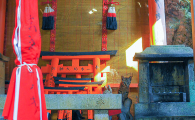 京都 夏の伏見稲荷大社に暮らす可愛らしい子猫