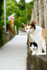 京都 伏見稲荷大社の参道でリラックスする野良猫たち