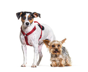 Mixedbreed dog and Yorkshire dog sitting, isolated on white