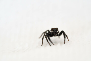 可愛らしい瞳でまっすぐ見つめるハエトリグモ