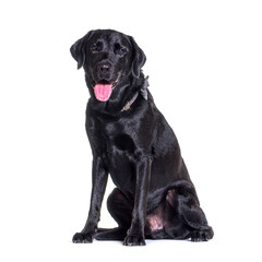 Black Labradorpanting  dog sitting, isolated on white