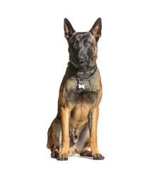 Mallinois dog wearing a collar, white background