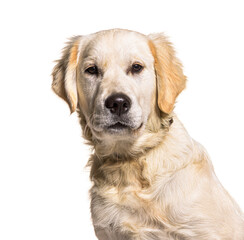 Golden Retriever dog, isolated on white background