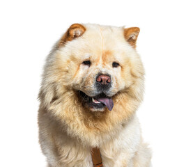 Fototapeta premium Chow-chow dog, panting, isolated on white background