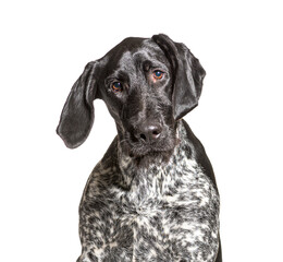 German Shorthaired Pointer, isolated on white background