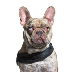 Odd-eyed french bulldog brindle, isolated on white background