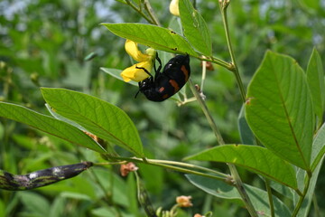 Pigeon pea crop with flowers. Pigeon pea plant in floral stage. Its other names Cajanus cajan, pigeonpea, red gram or tur. This is a perennial legume from the family Fabaceae.
