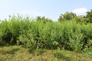 Pigeon pea crop with flowers. Pigeon pea plant in floral stage. Its other names Cajanus...
