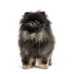 Black Spitz facing at the camera, isolated on white