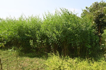 Pigeon pea crop with flowers. Pigeon pea plant in floral stage. Its other names Cajanus cajan, pigeonpea, red gram or tur. This is a perennial legume from the family Fabaceae.
