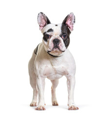 Fototapeta premium French Bulldog isolated on white