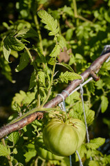 Unripe green tomatoes. Organic cultivation of domestic tomatoes. Tomato.