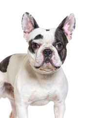Fototapeta premium French Bulldog isolated on white