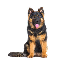 German sheperd dog isolated on white