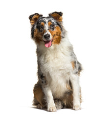 Australian Shepherd sitting and looking at the camera, isolated