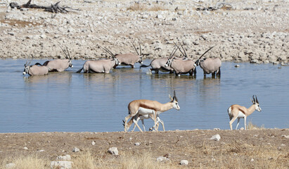 Fototapeta na wymiar Parc national d'Etosha - Namibie 2