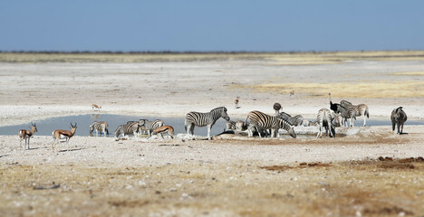 Fototapeta na wymiar Parc nationale d'Etosha - Namibie 3