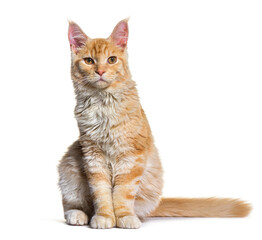 Mixed-breed cat dog isolated on white