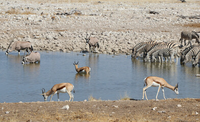 Fototapeta na wymiar Parc national d'Etosha - Namibie 5